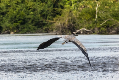 Grey Heron New River Belize 2023